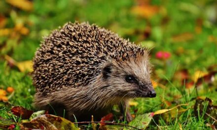 257 Good Names for Hedgehogs: A Preferred List for Your Spiky Companion