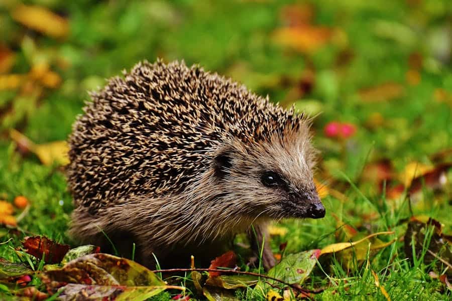 257 Good Names for Hedgehogs: A Preferred List for Your Spiky Companion
