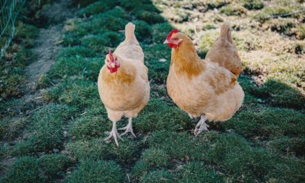 235 Good Names for Hens: A Compelling List
