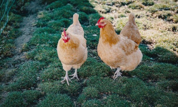 235 Good Names for Hens: A Compelling List
