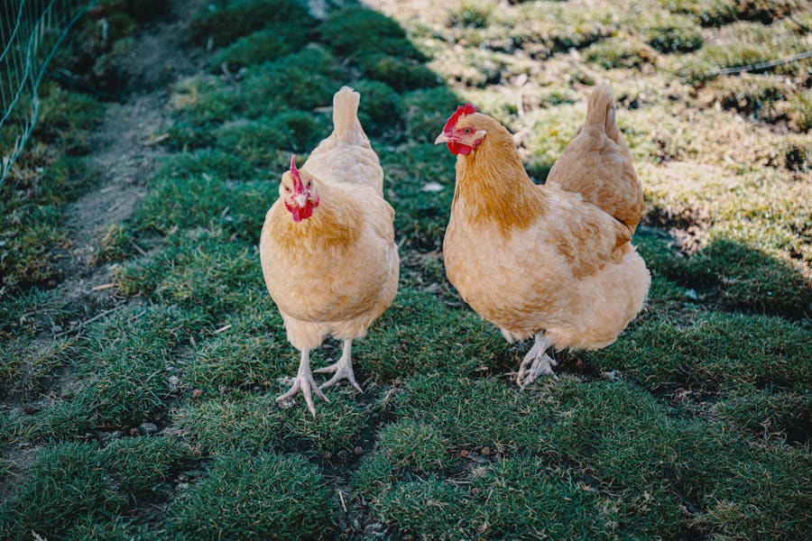 235 Good Names for Hens: A Compelling List