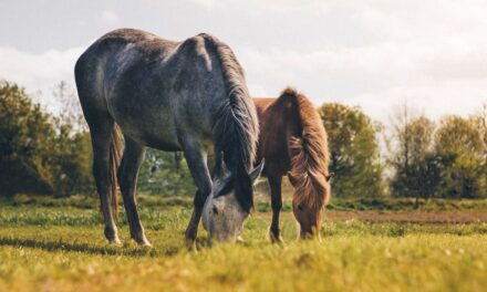 235 Good Names for Horses: A Comprehensive and Unique List