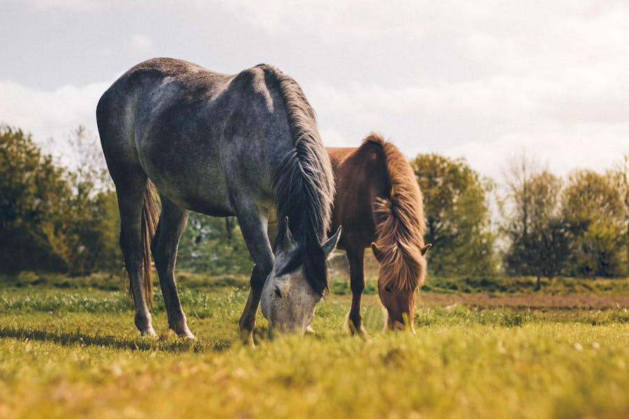 235 Good Names for Horses: A Comprehensive and Unique List