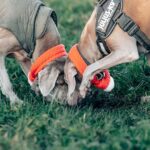 235 Good Names for Hunting Dogs: A Comprehensive Collection for Your Hunting Companion