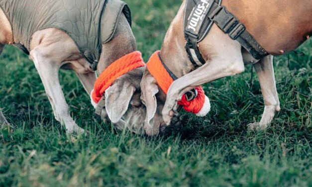 235 Good Names for Hunting Dogs: A Comprehensive Collection for Your Hunting Companion