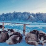 235 Good Names for Huskies: A Compelling List for Girls and Boys