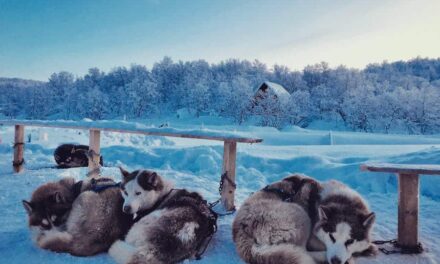 235 Good Names for Huskies: A Compelling List for Girls and Boys