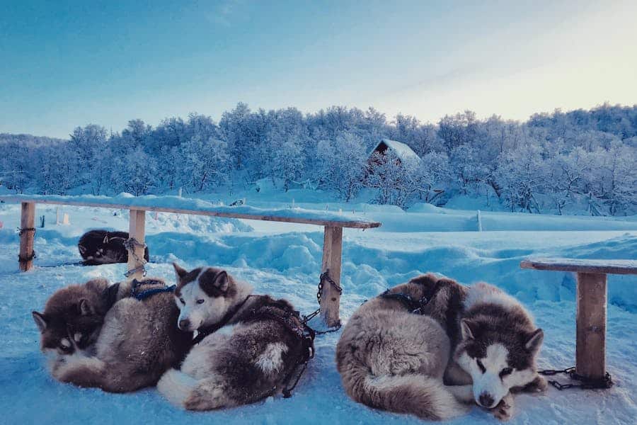 235 Good Names for Huskies: A Compelling List for Girls and Boys