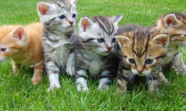 235 Good Names for Kittens: A Compelling List, 243 Great Names for Your Feline Friends