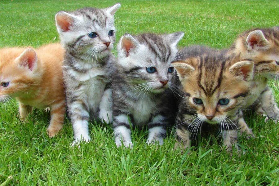 235 Good Names for Kittens: A Compelling List, 243 Great Names for Your Feline Friends
