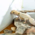 235 Good Names for Leopard Geckos: A Comprehensive List of Creative Options