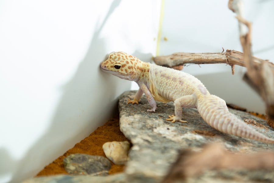 235 Good Names for Leopard Geckos: A Comprehensive List of Creative Options