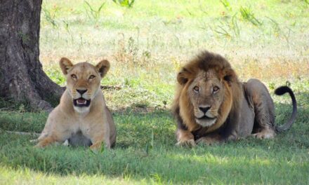 235 Good Names for Girls and 243 Good Names for Boys: A Compelling List of Good Names for Lions