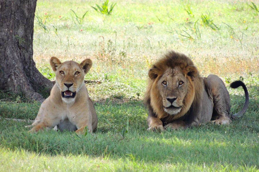 235 Good Names for Girls and 243 Good Names for Boys: A Compelling List of Good Names for Lions