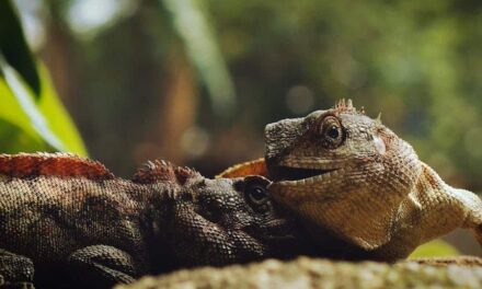 235 Good Names for Lizards: A Comprehensive List That Inspires Owners