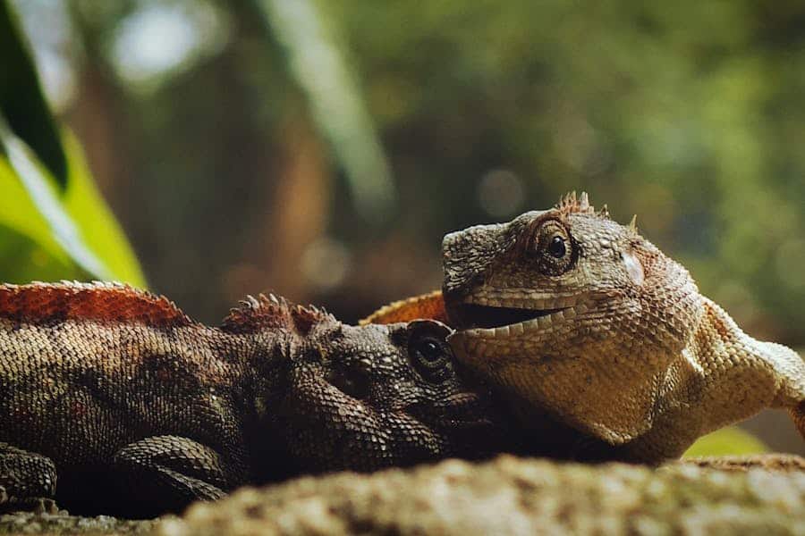 235 Good Names for Lizards: A Comprehensive List That Inspires Owners