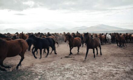 265 Good Names for Mares: A Compelling List for Every Style