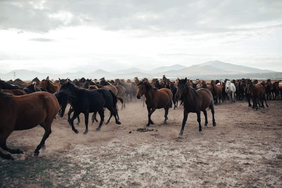 265 Good Names for Mares: A Compelling List for Every Style