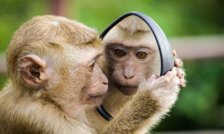 243 Good Names for Monkeys: Your Preferred List