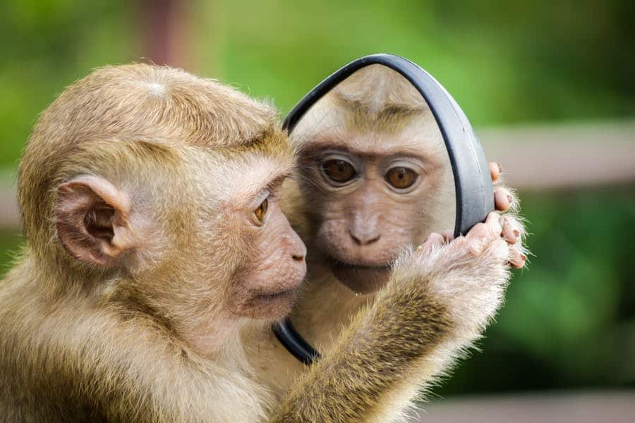 243 Good Names for Monkeys: Your Preferred List