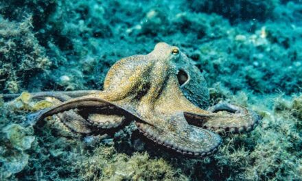 267 Good Names for Octopuses: A Comprehensive List of Creative and Unique Options Featuring good names for octopuses