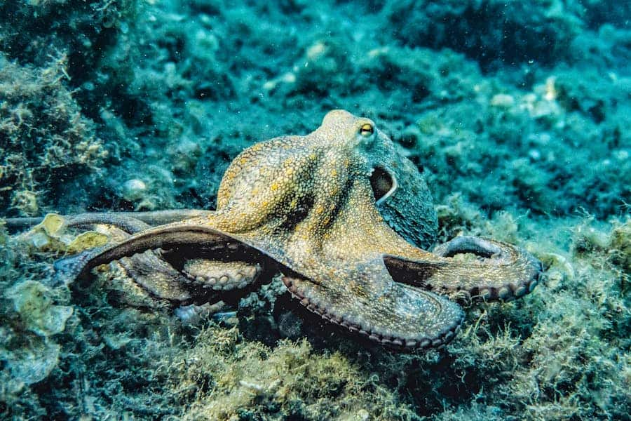 267 Good Names for Octopuses: A Comprehensive List of Creative and Unique Options Featuring good names for octopuses