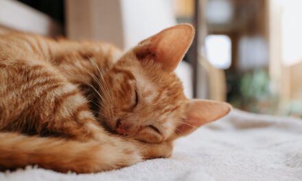 235 Good Names for Orange Cats: A Comprehensive and Preferred List