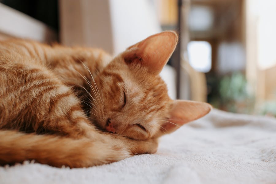 235 Good Names for Orange Cats: A Comprehensive and Preferred List
