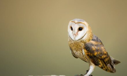 300 Good Names for Owls: A Comprehensive Guide
