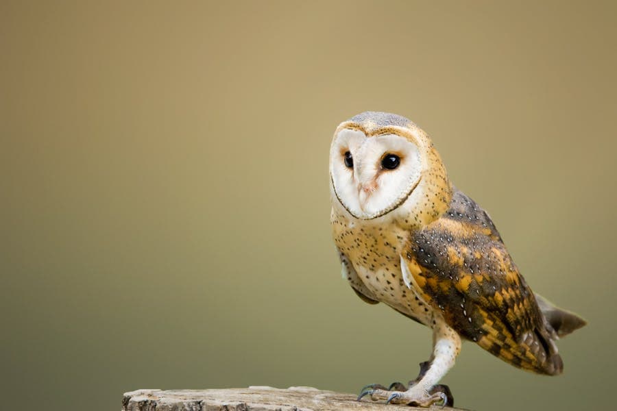 300 Good Names for Owls: A Comprehensive Guide