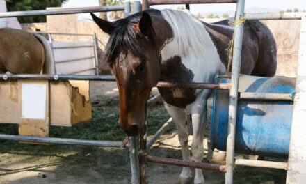 260 Good Names for Paint Horses: A Comprehensive Collection