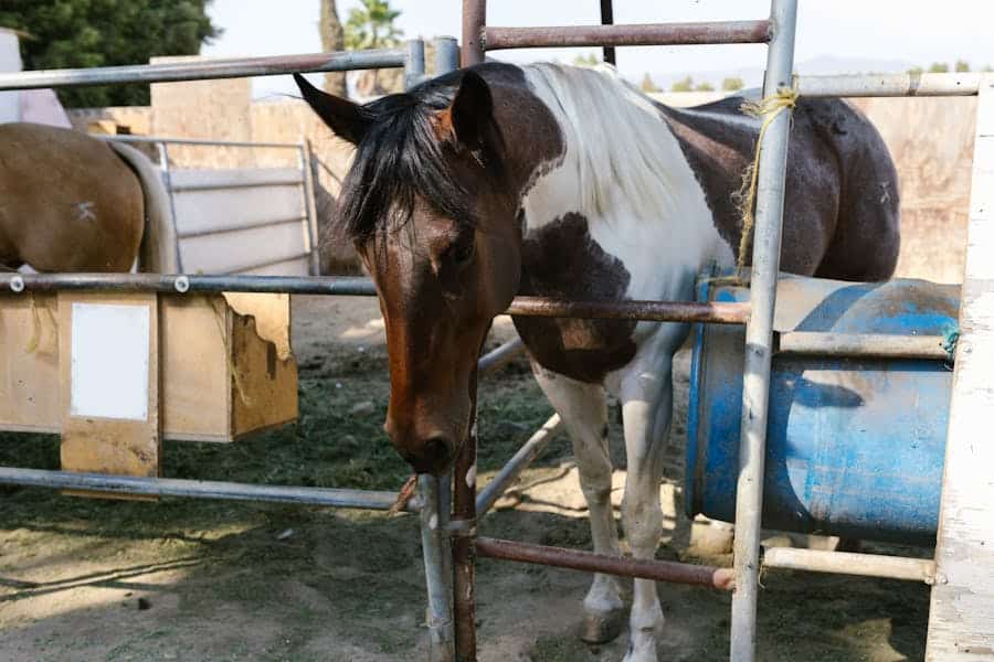 260 Good Names for Paint Horses: A Comprehensive Collection