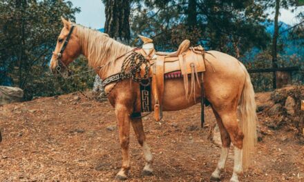 235 Good Names for Palomino Horses: A Compelling List