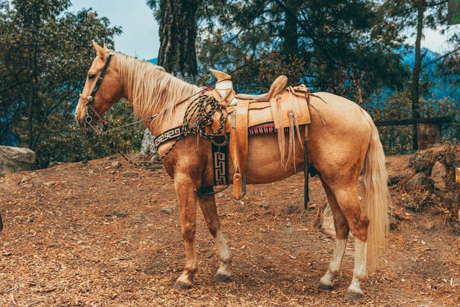 235 Good Names for Palomino Horses: A Compelling List