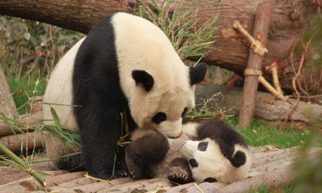 235 Good Names for Pandas: A Compelling List for Your Furry Companions