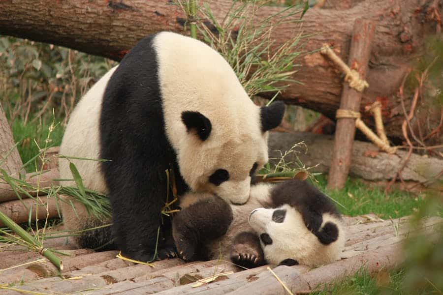 235 Good Names for Pandas: A Compelling List for Your Furry Companions