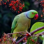 235 Good Names for Parrots: A Compelling List of Unique Pet Names