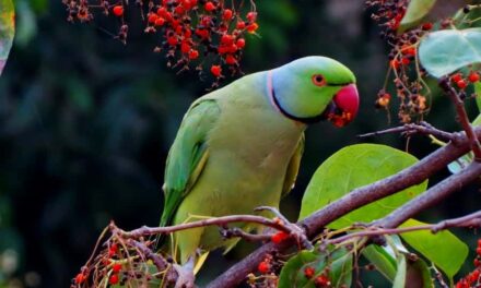 235 Good Names for Parrots: A Compelling List of Unique Pet Names