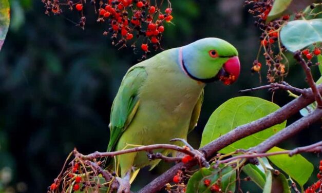 235 Good Names for Parrots: A Compelling List of Unique Pet Names
