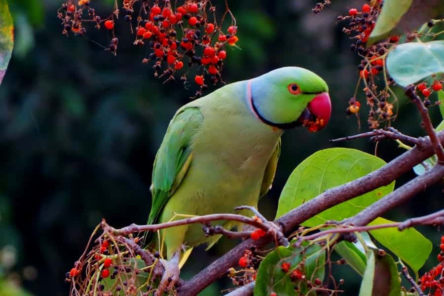 235 Good Names for Parrots: A Compelling List of Unique Pet Names