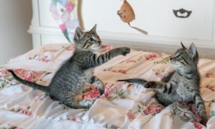 235 Good Names for Pets: A Comprehensive Collection for Every Companion