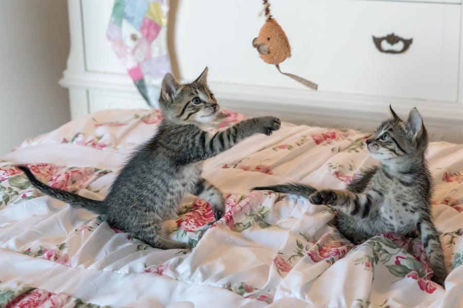 235 Good Names for Pets: A Comprehensive Collection for Every Companion