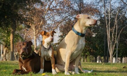 235 Good Names for Pitbulls: A Compelling List