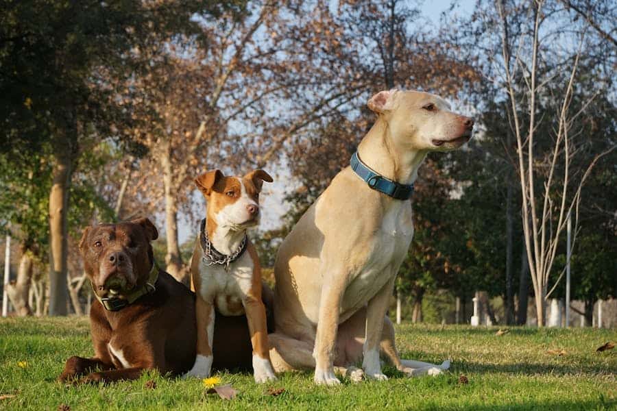 235 Good Names for Pitbulls: A Compelling List
