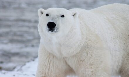 235 Good Names for Polar Bears: A Compelling List