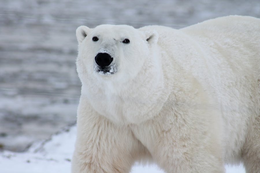 235 Good Names for Polar Bears: A Compelling List