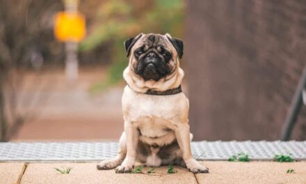 235 Good Names for Pugs: Creative Options for Your Beloved Pet
