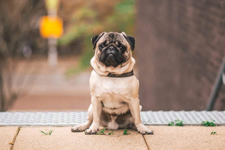 235 Good Names for Pugs: Creative Options for Your Beloved Pet