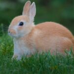 235 Good Names for Rabbits: A Comprehensive and Compelling List for Your Furry Companions