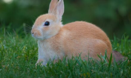 235 Good Names for Rabbits: A Comprehensive and Compelling List for Your Furry Companions